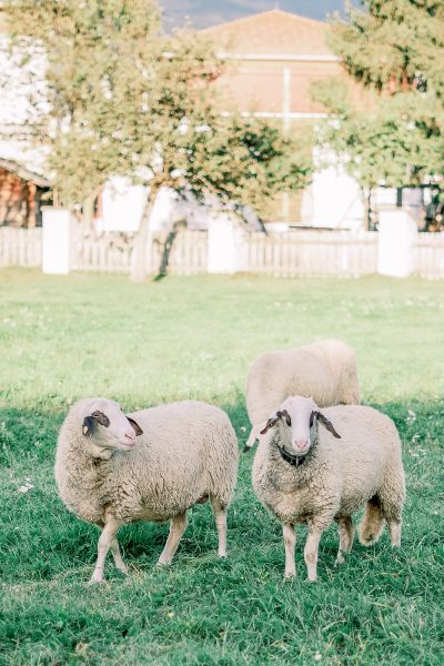 Maria Rojach, Kulturstadl, St. Paul, Lavanttal, Stift St. Paul, Wolfsberg, Hochzeit, Hochzeitsfotos, Hochzeitsfotograf, Paarfotos, Roman Huditsch, Klagenfurt, Kärnten, Wörthersee, Hochzeitsbilder, Wedding, Wedding Photographer, Trauung, Fotograf Maria Rojach, Kulturstadl, St. Paul, Lavanttal, Stift St. Paul, Wolfsberg, Hochzeit, Hochzeitsfotos, Hochzeitsfotograf, Paarfotos, Roman Huditsch, Klagenfurt, Kärnten, Wörthersee, Hochzeitsbilder, Wedding, Wedding Photographer, Trauung, Fotograf