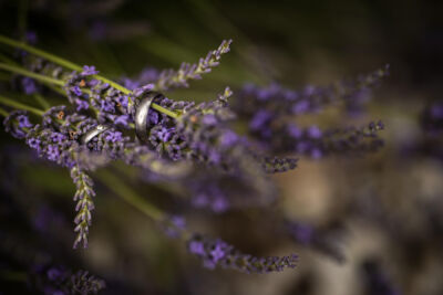 Hochzeitsfotos, Hochzeitsfotograf, Hochzeit, Fotograf, Kärnten, Wörthersee, Reiterhof Stückler, Wolfsberg, St. Margarethen, Roman Huditsch Fotografie, Hochzeitsreportage, Vintage, Boho, Reportage, Fotoreportage, Eheringe Hochzeitsfotos, Hochzeitsfotograf, Hochzeit, Fotograf, Kärnten, Wörthersee, Reiterhof Stückler, Wolfsberg, St. Margarethen, Roman Huditsch Fotografie, Hochzeitsreportage, Vintage, Boho, Reportage, Fotoreportage, Eheringe